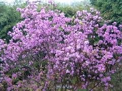 富良野市の花・エゾムラサキツツジ