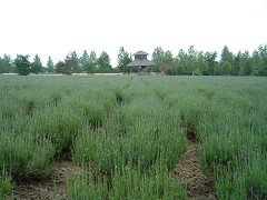 ファーム富田・早咲きラベンダー