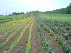 ファーム富田・彩りの畑