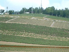 中富良野町営ラベンダー園