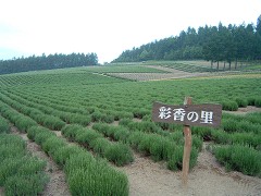彩香の里・佐々木ファーム
