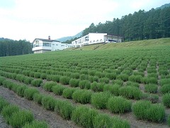 ハイランドふらの