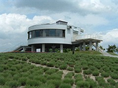 日の出ラベンダー園