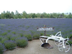 ファーム富田・早咲き