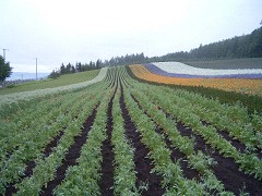ファーム富田・彩りの畑