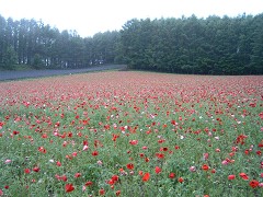 ファーム富田・ポピー