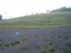 北星山町営ラベンダー園