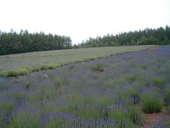 彩香の里・佐々木ファーム