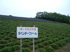 日比谷花壇・ラベンダーファーム