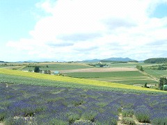 7/15かんのファーム