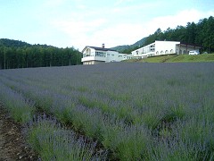 7-22ハイランドふらの