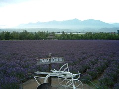 7-29ファーム富田・早咲き