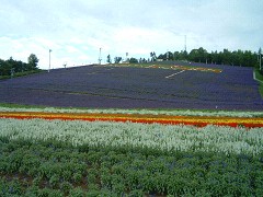 7-29町営ラベンダー園