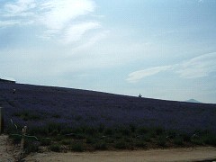 7-29かんのファーム