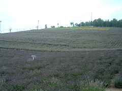 町営ラベンダー園8/05