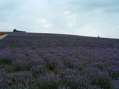 かんのファーム8/05