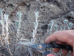 ラベンダーの枝取り