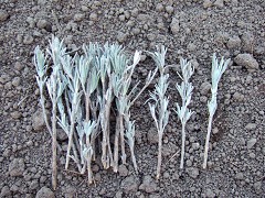 挿し木用にとったラベンダー