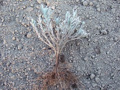 挿し木後丸一年経過