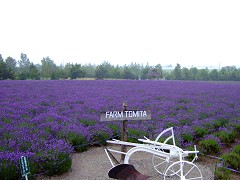 07-14ファーム富田