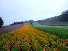 07-14ファーム富田