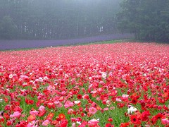 07-14ファーム富田