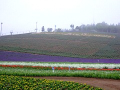 07-14町営ラベンダー園