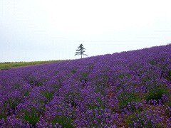 07-14日の出公園