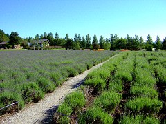 06-30早咲きと遅咲き