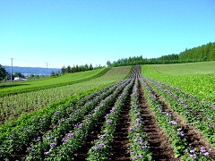 06-30早咲きと遅咲き