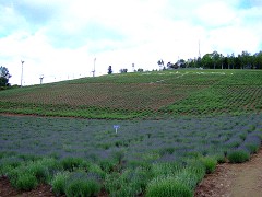 06-30町営ラベンダー園