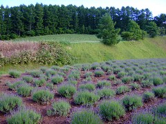 06-30ぶどうヶ丘公園