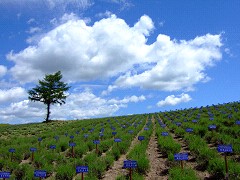 06-30日の出公園