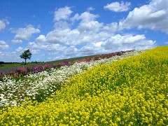 06-30日の出公園