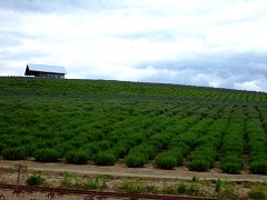 06-30かんのファーム