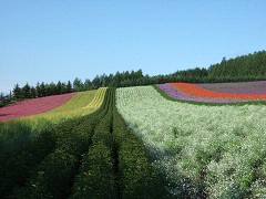 07-21ファーム富田