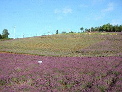 07-21町営ラベンダー園