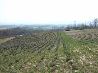 深山峠オーナー園（2012年5月1日）