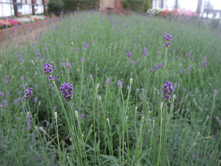 ファーム富田(2013年4月1日)