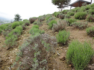 北星山(2013年6月21日)