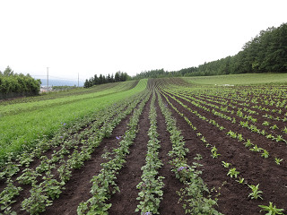 ファーム富田・彩りの畑(2013年6月21日)