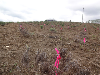 日の出公園(2013年6月21日)