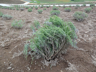 日の出公園(2013年6月21日)