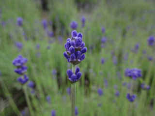 濃紫早咲3号(2013年6月28日)