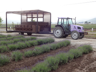 ラベンダーバス(2013年6月28日)