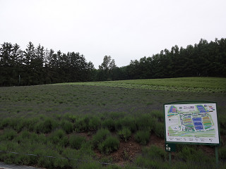 ファーム富田(2013年6月28日)