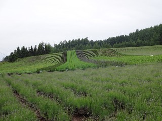 ファーム富田・彩りの畑（2013年6月28日）