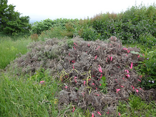 枯れたラベンダーの山(2013年6月28日)