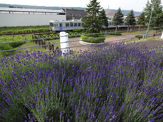 JR中富良野駅西側(2013年7月5日)