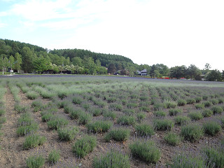 ファーム富田・倖いの畑(2013年7月5日)